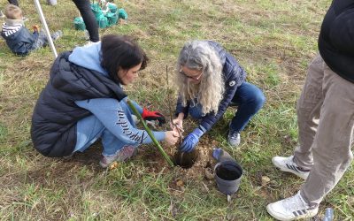 Opération un arbre une ville jumelée !